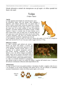 3. La volpe - CasaleInforma