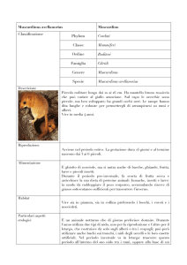 Moscardino - WordPress.com
