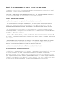 Regole di comportamento in caso si incontri un orso bruno