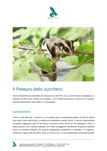 Il Petauro dello zucchero - Vet San Francesco Esotici