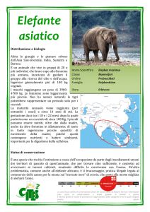 Elefante asiatico