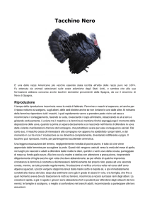 Tacchino bianco - Agripiudabenito
