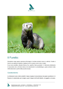 Scarica la scheda tecnica del Furetto