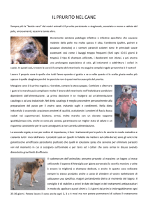 IL PRURITO NEL CANE