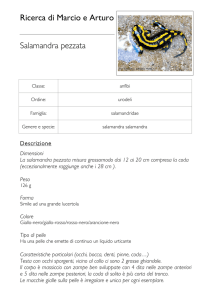 Ricerca di Marcio e Arturo Salamandra pezzata