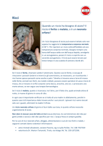 Quando un riccio ha bisogno di aiuto? Il riccio è ferito o malato, o è