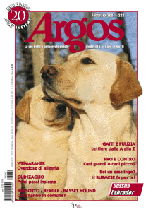 Labrador - Animali persi e ritrovati