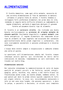 alimentazione - un furetto in famiglia