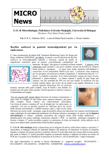 Bacillus anthracis in pazienti tossicodipendenti per via endovenosa