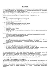 Mitosi e Meiosi: Processi di Divisione Cellulare