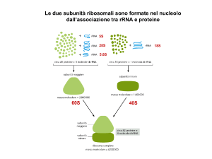 Sintesi Proteica e Smistamento: Ribosomi e Vie Cellulari