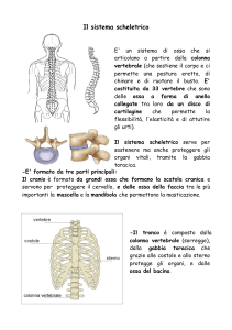 Il sistema scheletrico: Appunti di anatomia