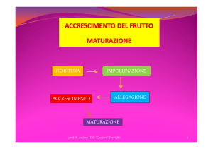 ACCCRESCIMENTO DEL FRUTTO