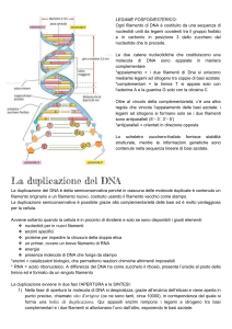 Appunti biologia - DNA