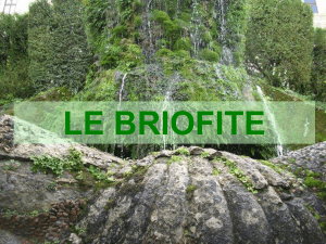Le briofite-trovato in internet