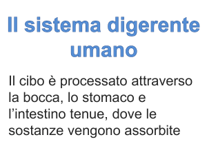 Il sistema digerente umano: lezione di biologia