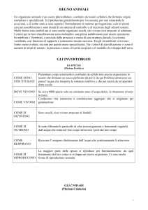 Regno Animale: Invertebrati - Appunti di Scienze