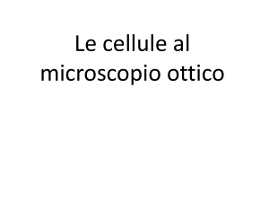 Cellule al Microscopio Ottico: Domande di Studio