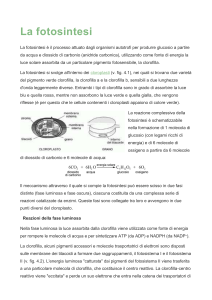 Fotosintesi: Processo, Fasi e Cloroplasti