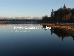 esempi di cinvergenza evolutiva
