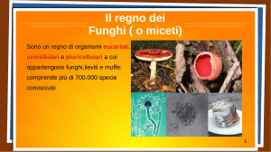 Il Regno dei Funghi: Miceti, Struttura e Nutrizione