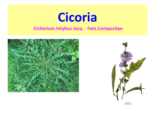 Cicoria: storia, usi e caratteristiche botaniche