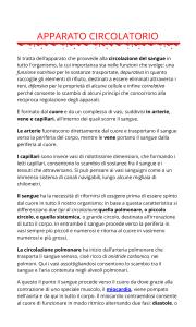 apparato circolatorio