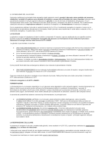 Catabolismo del Glucosio: Glicolisi, Fermentazione e Respirazione