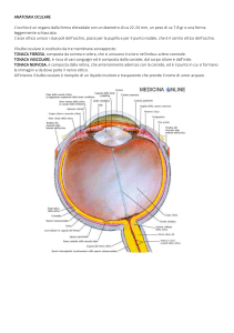 Anatomia Oculare: Appunti Dettagliati