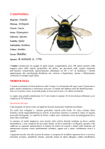 Masini 2013 Autoecologia di Bombus terrestris