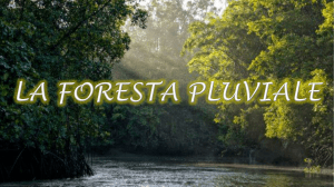 Foresta Pluviale: Importanza e Pericoli