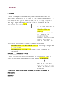 Anatomia del Cuore: Struttura, Funzione e Localizzazione