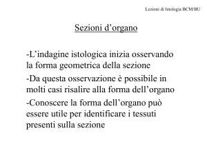 Istologia: Sezioni d'organo e Tessuto Epiteliale