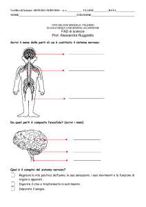 Verifica di Scienze: Sistema Nervoso - Scuola Media