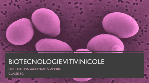Saccharomyces cerevisiae - Classificazione