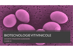 Biotecnologie Vitivinicole: Saccharomyces Cerevisiae