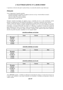 ELETTRIZZAZIONE IN LABORATORIO