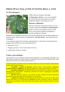 Malattie fungine della vite: Peronospora, Oidio, Botrite