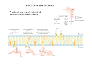Modifica Lipidica delle Proteine: Presentazione di Biochimica